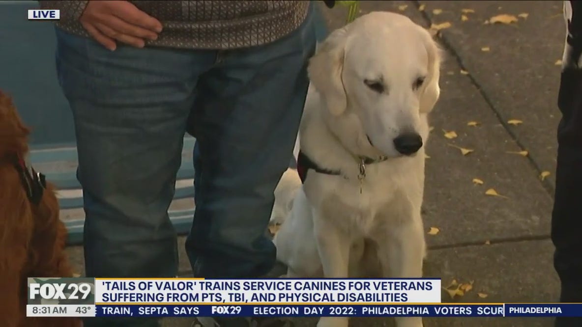 Tails of Valor: Local organization training service dogs for veterans with PTSD, disabilities